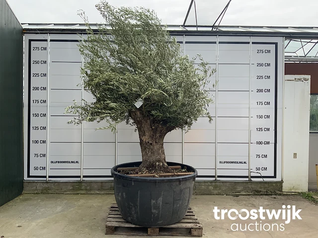Olea europaea bonsai - afbeelding 1 van  5