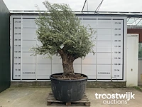 Olea europaea bonsai - afbeelding 1 van  5