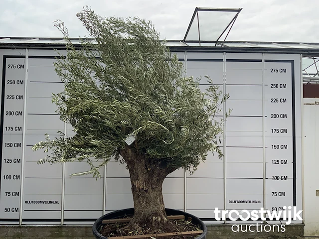 Olea europaea bonsai - afbeelding 2 van  5
