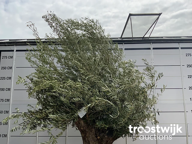 Olea europaea bonsai - afbeelding 3 van  5