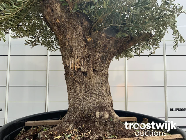 Olea europaea bonsai - afbeelding 4 van  5