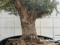 Olea europaea bonsai - afbeelding 4 van  5