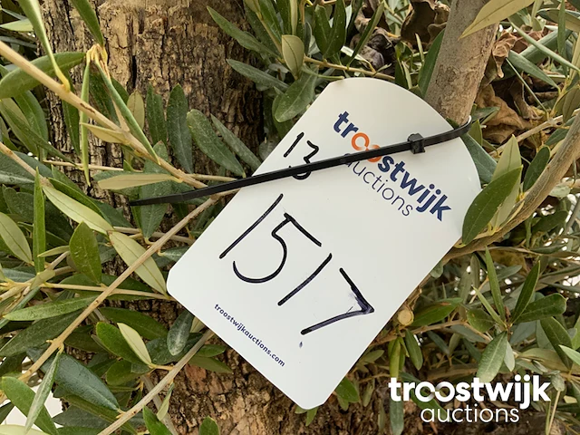 Olea europaea bonsai - afbeelding 5 van  5
