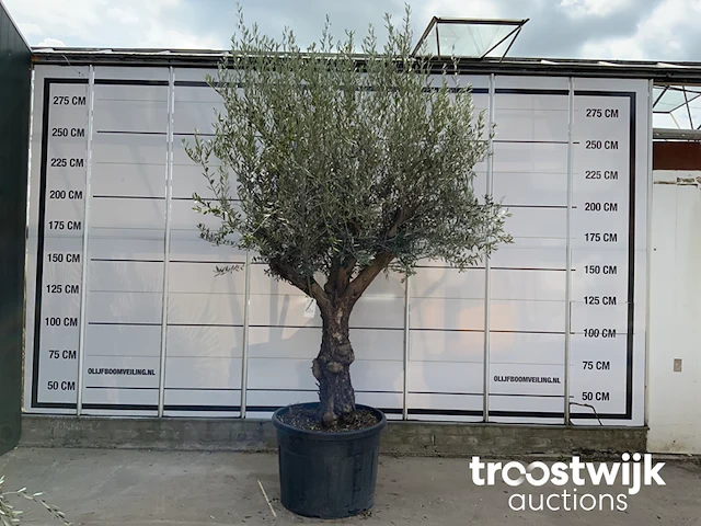 Olea europaea bonsai - afbeelding 1 van  4