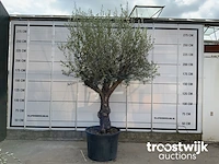 Olea europaea bonsai - afbeelding 1 van  4