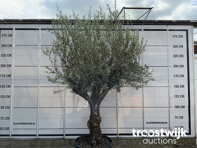 Olea europaea bonsai - afbeelding 2 van  4