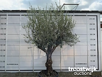 Olea europaea bonsai - afbeelding 2 van  4
