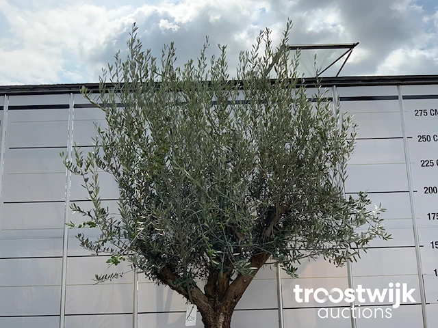 Olea europaea bonsai - afbeelding 3 van  4