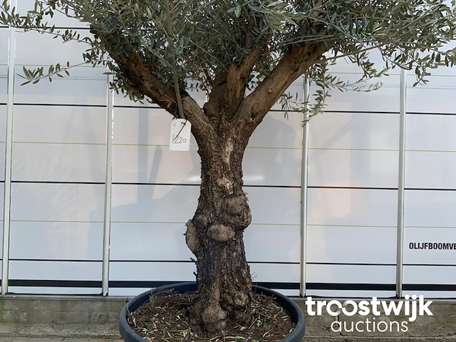 Olea europaea bonsai - afbeelding 4 van  4