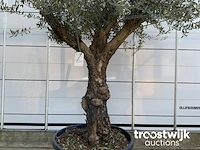 Olea europaea bonsai - afbeelding 4 van  4