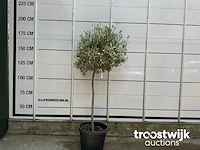Olea europaea cultivo