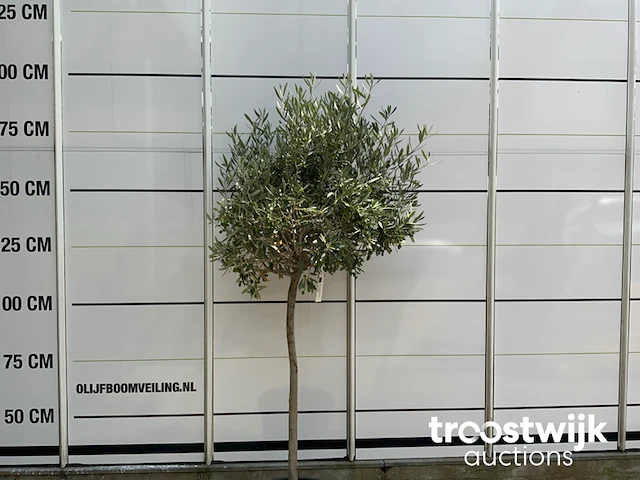 Olea europaea cultivo - afbeelding 2 van  5