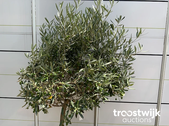 Olea europaea cultivo - afbeelding 3 van  5