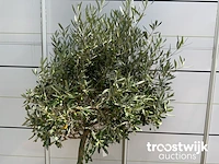 Olea europaea cultivo - afbeelding 3 van  5