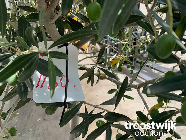 Olea europaea cultivo - afbeelding 5 van  5