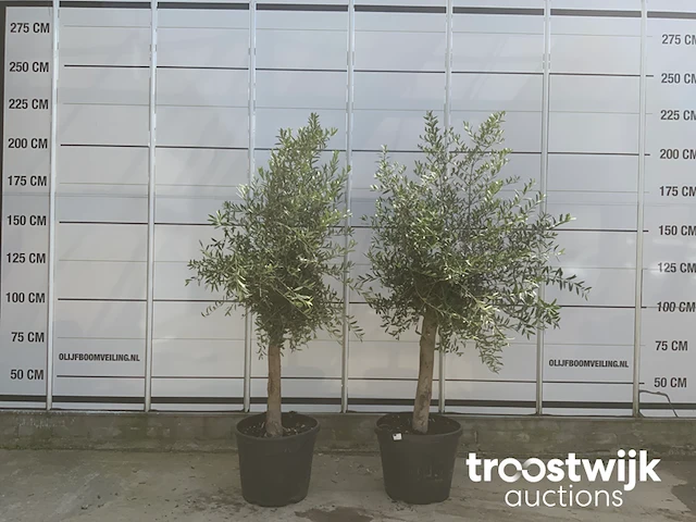 Olea europaea florida savalje - afbeelding 1 van  7