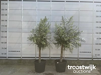 Olea europaea florida savalje - afbeelding 1 van  7