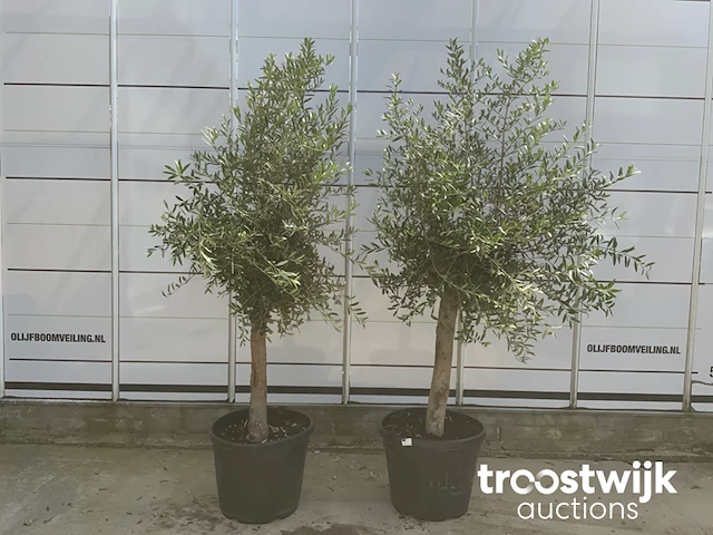 Olea europaea florida savalje - afbeelding 2 van  7