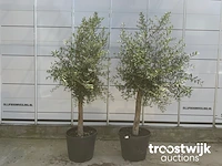Olea europaea florida savalje - afbeelding 2 van  7