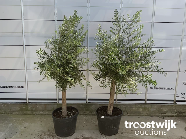 Olea europaea florida savalje - afbeelding 3 van  7