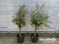Olea europaea florida savalje - afbeelding 3 van  7