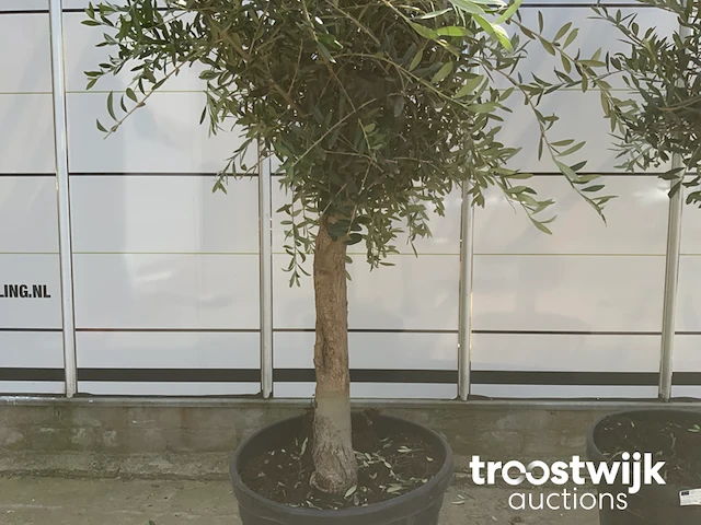 Olea europaea florida savalje - afbeelding 4 van  7