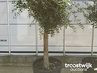 Olea europaea florida savalje - afbeelding 4 van  7