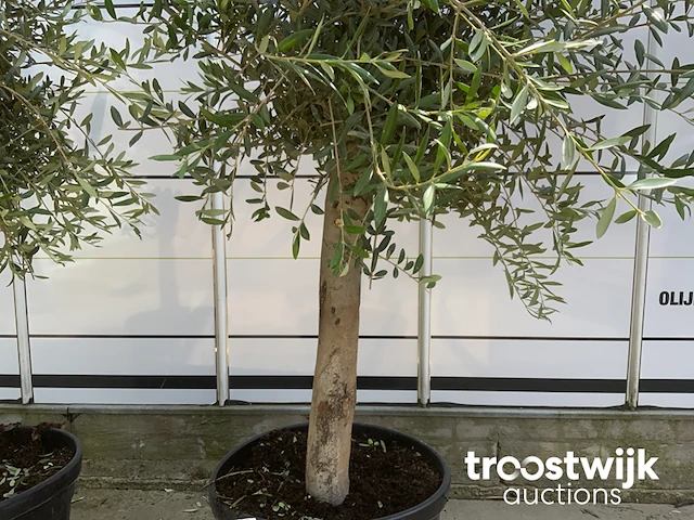 Olea europaea florida savalje - afbeelding 5 van  7