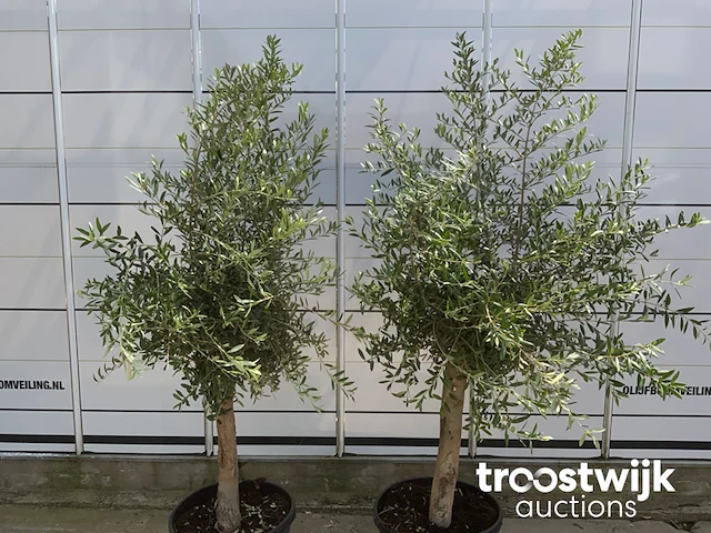 Olea europaea florida savalje - afbeelding 6 van  7