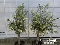 Olea europaea florida savalje - afbeelding 6 van  7