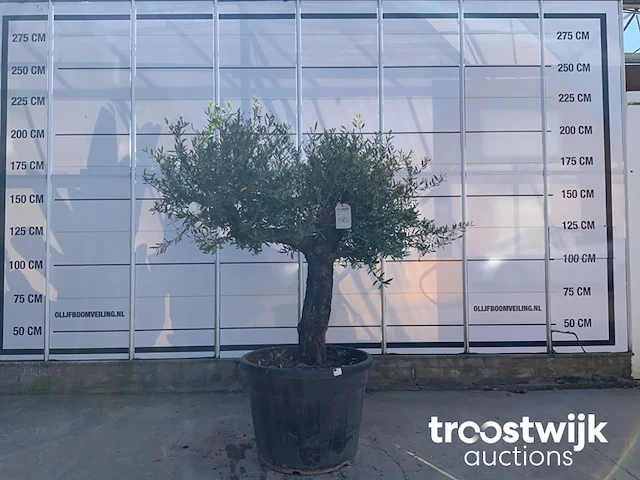 Olea europaea old skin villena - afbeelding 1 van  7