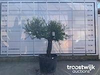 Olea europaea old skin villena - afbeelding 1 van  7