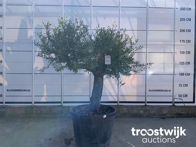 Olea europaea old skin villena - afbeelding 2 van  7