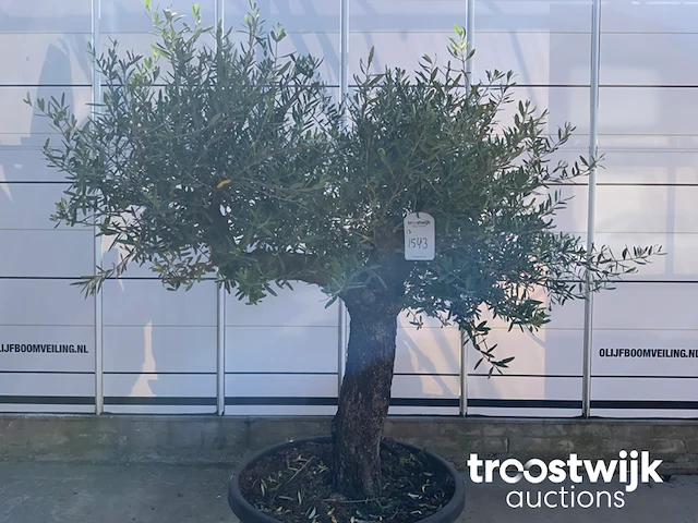 Olea europaea old skin villena - afbeelding 3 van  7
