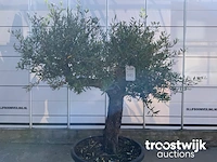 Olea europaea old skin villena - afbeelding 3 van  7