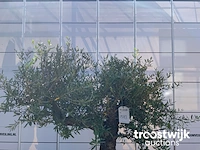 Olea europaea old skin villena - afbeelding 4 van  7