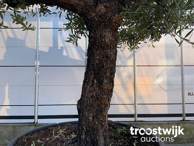 Olea europaea old skin villena - afbeelding 5 van  7