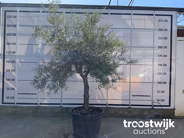 Olea europaea old skin villena - afbeelding 1 van  6