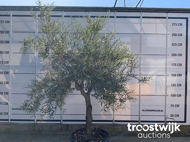Olea europaea old skin villena - afbeelding 2 van  6