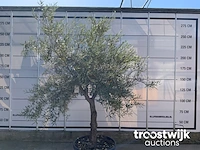 Olea europaea old skin villena - afbeelding 2 van  6
