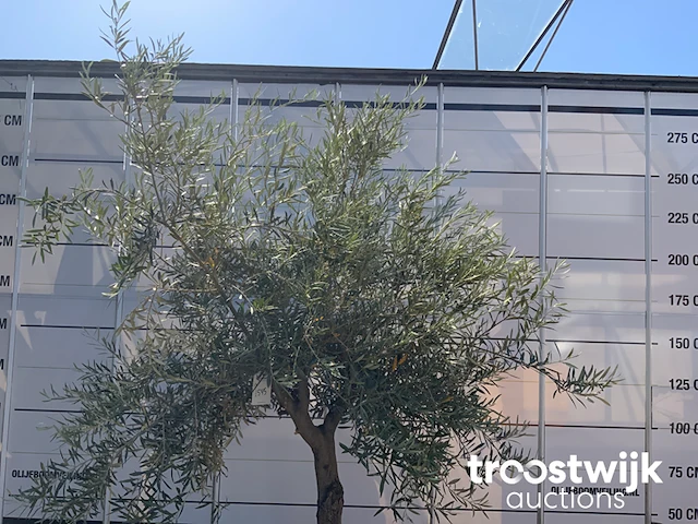 Olea europaea old skin villena - afbeelding 3 van  6