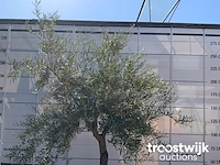 Olea europaea old skin villena - afbeelding 3 van  6