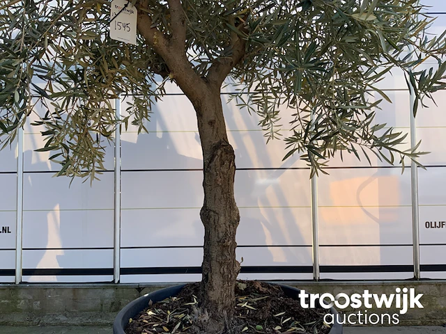 Olea europaea old skin villena - afbeelding 4 van  6
