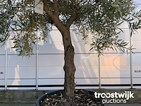 Olea europaea old skin villena - afbeelding 4 van  6