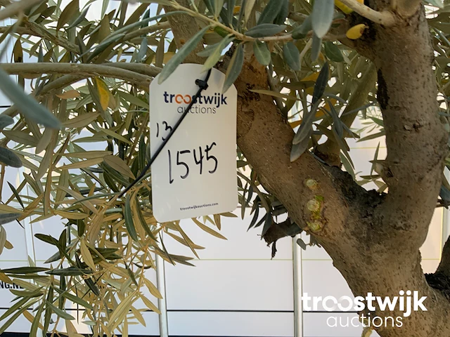 Olea europaea old skin villena - afbeelding 5 van  6