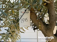 Olea europaea old skin villena - afbeelding 5 van  6
