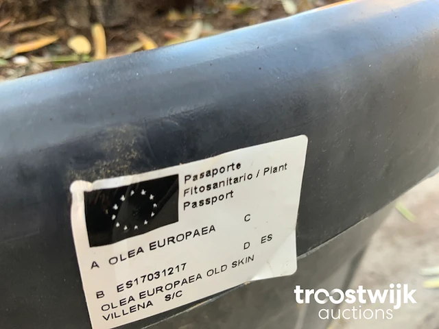 Olea europaea old skin villena - afbeelding 6 van  6