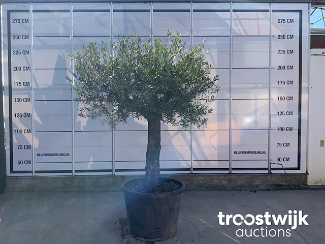 Olea europaea old skin villena - afbeelding 1 van  5