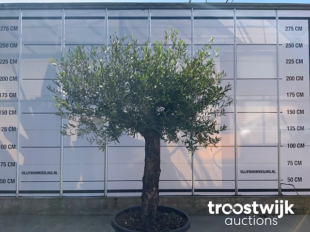 Olea europaea old skin villena - afbeelding 2 van  5
