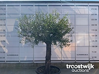 Olea europaea old skin villena - afbeelding 2 van  5